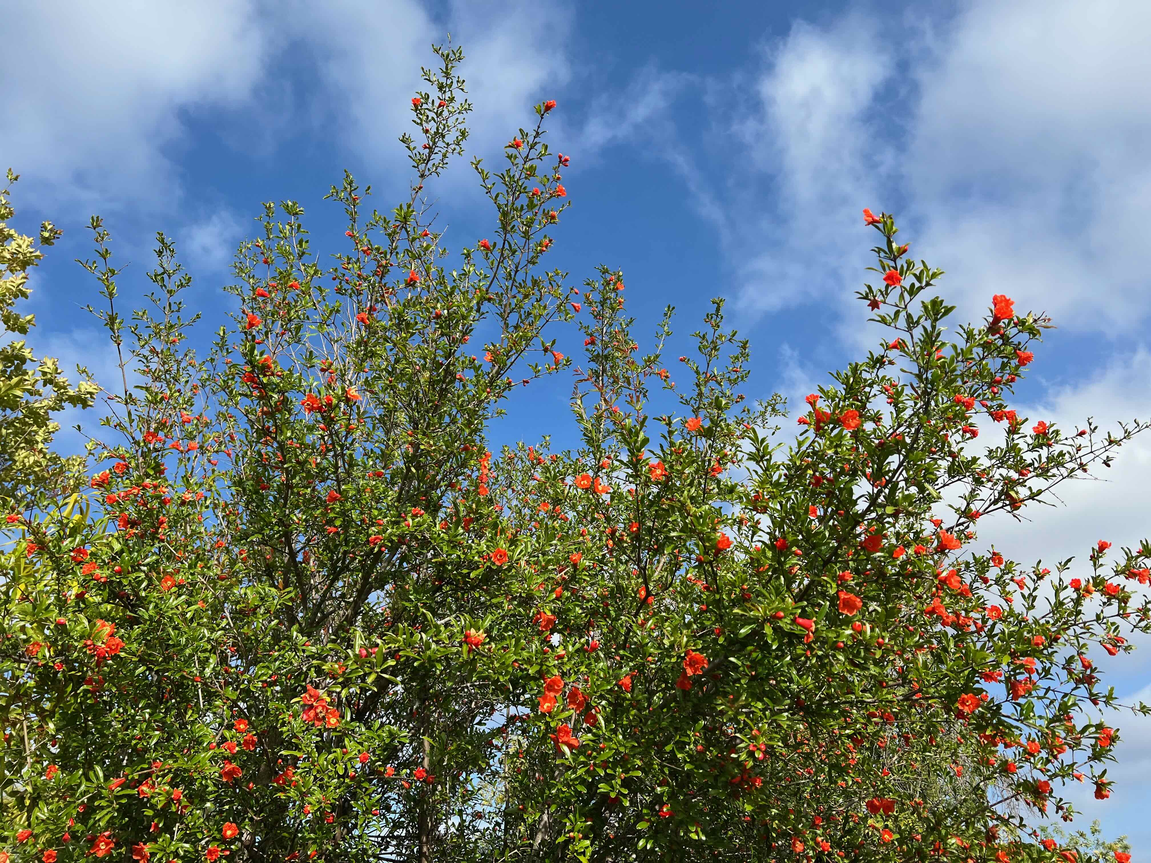 this astonishing pomegranate tree